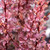 Rose Glow Japanese Barberry