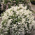 Yuki Snowflake Deutzia