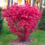 Burning Bush Dwarf