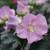 Rose of Sharon Pollypetite
