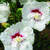 Rose of Sharon Bali