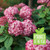 Invincibelle Ruby Hydrangea