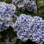 Cityline Mars Hydrangea