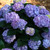 Let's Dance Blue Jangles Hydrangea