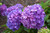 Let's Dance Rave Hydrangea