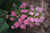 Gatsby Pink Oakleaf Hydrangea