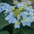 Tuff Stuff Ah-Ha Hydrangea