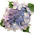 Tuff Stuff Ah-Ha Hydrangea