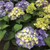 Hydrangea Endless Summer BloomStruck