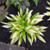 Munchkin Fire Hosta