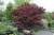 Bloodgood Japanese Maple