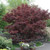 Bloodgood Japanese Maple