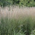 Karl Foerster Feather Reed Ornamental Grass