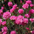 Red-leaved Sea Thrift