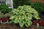 Seducer Hosta