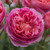 Boscobel David Austin Rose