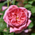 Boscobel David Austin Rose