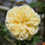 Teasing Georgia David Austin Rose