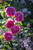 Princess Alexandra of Kent David Austin Rose
