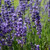 Phenomenal Lavender