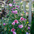 Purple Pillar Rose of Sharon