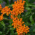 Butterfly Weed