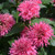 Bubblegum Blast Beebalm
