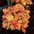 Marmalade Coral Bells