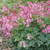 Pink Diamonds Fern-leaved Bleeding Heart