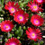 Jewel Of Desert Garnet Ice Plant
