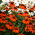 Echinacea Sombrero Adobe Orange