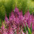 Astilbe - Maggie Daley