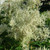 Giant Fleeceflower
White Fleeceflower