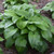 Plantaginea Hosta