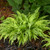 Curly Fries Hosta