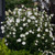 White Chiffon Rose of Sharon