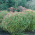 Ascot Rainbow Variegated Spurge