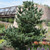 Japanese White Pine 
Pinus parviflora 'Glauca'