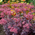 Cherry Truffle Sedum