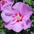 Tahiti Rose of Sharon