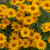 Tuscan Sun Heliopsis
Tuscan Sun False Sunflower