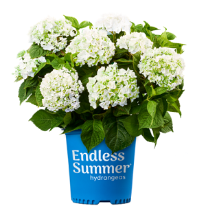 Endless Summer Blushing Bride Hydrangea