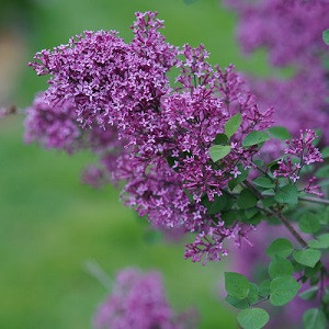 Bloomerang Dark Purple Lilac Std Tree