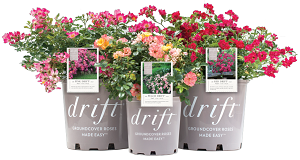 drift-roses.png