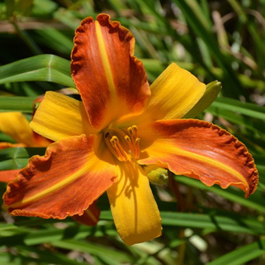 Frans Hals Daylily