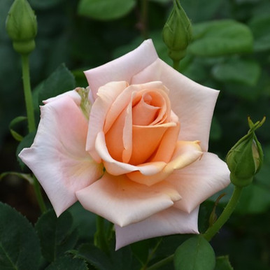Sunset Celebration Hybrid Tea Rose
