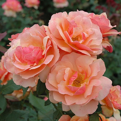 Large Face Roses Angel Face Grandiflora Rose