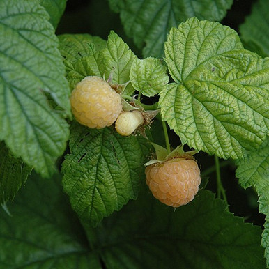 Golden Blush Raspberry Fall Gold Raspberry