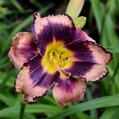 Lily IsoESuper Hedione Galaxolide その他 Rock Solid Daylily