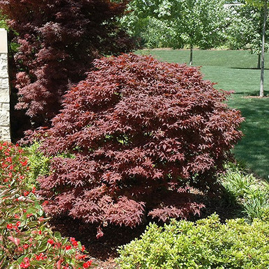Ruby Ribons Japanese Maple Rhode Island Red Japanese Maple